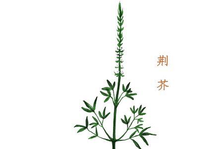 荆芥陕西叫什么