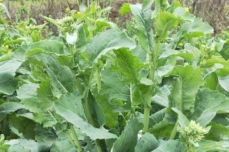 高产早熟油菜品种