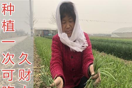 韭菜籽播种后多久移栽