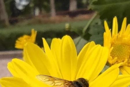 瓜果香枫叶红菊花黄仿写
