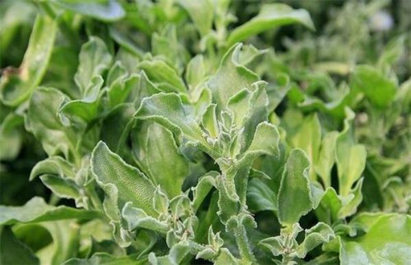 冰菜种植的方法