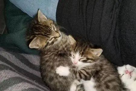 小猫离开妈妈整天叫唤怎么办