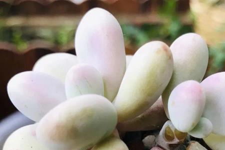 娇滴滴什么意思