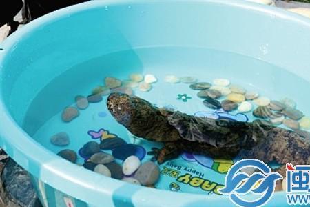 娃娃鱼放桶里能养多久