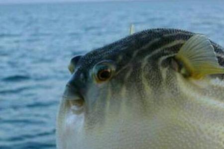 野生黄鳍东方鲀可以吃吗