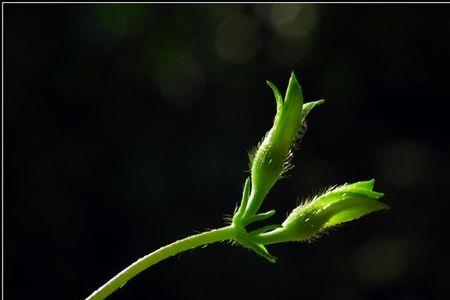 牵牛花的花苞是什么样子，图片
