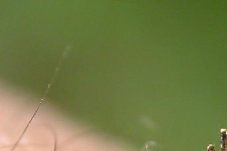 三楼有蚊子吗