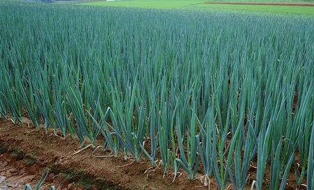 一棵最重葱多重