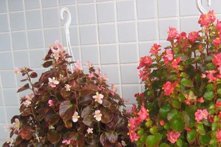 梅花海棠的养殖方法