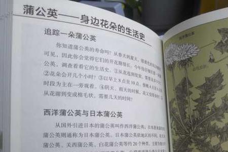 蒲公英的观察记录怎么写
