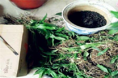 一帆风顺分株后缓苗的过程