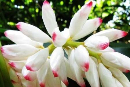 豆蔻应该带的花叫什么