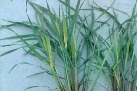 水稻亩用赤霉素多少毫升