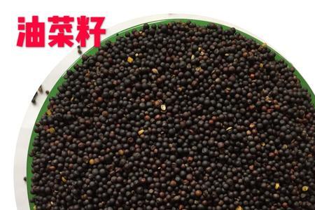 油菜籽有虫还能榨油吗