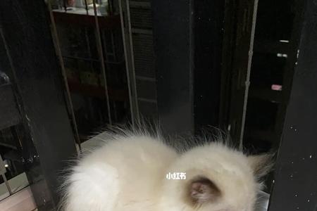 三个月的布偶可以生吃三文鱼吗