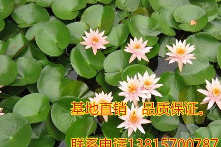84消毒液对睡莲有害吗
