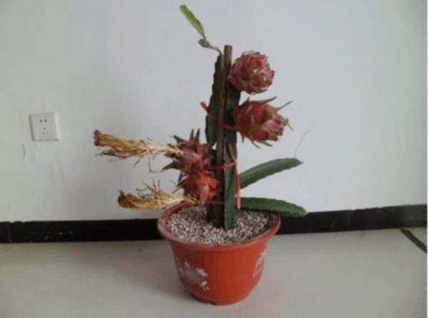 火龙果在楼房内能结果吗