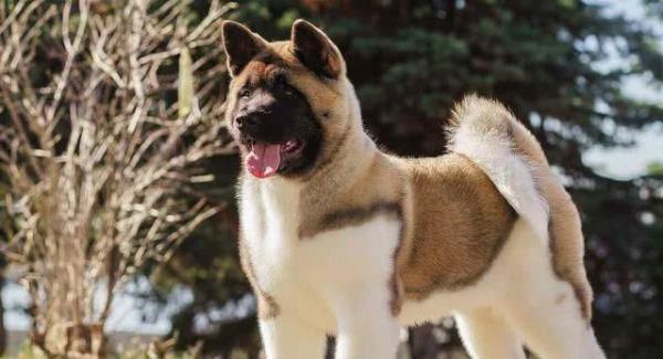 秋田犬智商排名