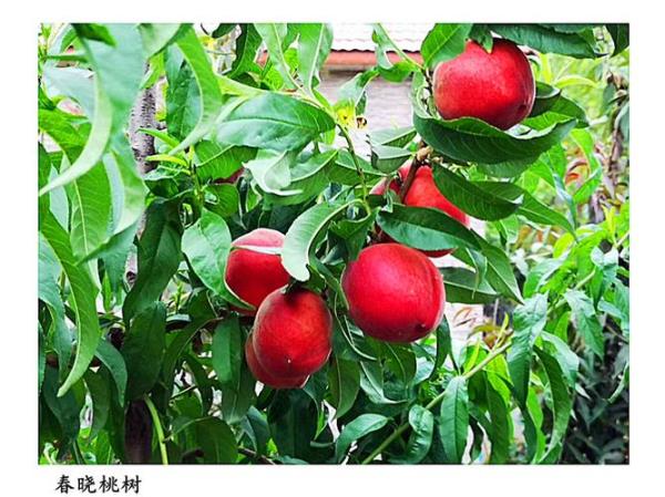 莱阳桃子什么时候下树