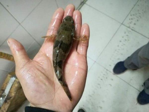 成年趴地虎鱼长什么样