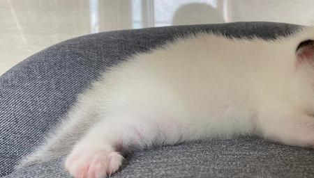 10天的小猫多大看起来