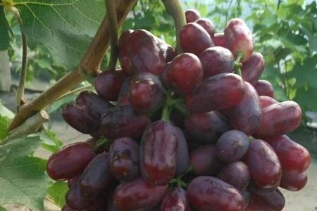 巨盛一号葡萄有核吗