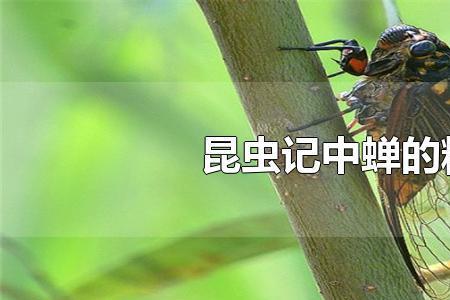 昆虫记的蝉提三个问