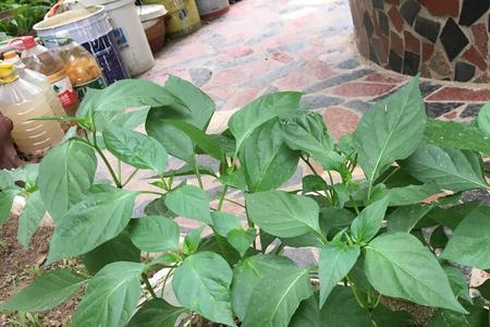 小辣椒叶子能吃吗