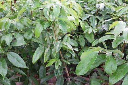 当年不挂果桂味荔枝树怎样修剪
