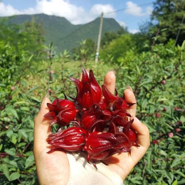 红桃k开花要多长时间能摘