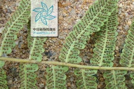 金星蕨是国家保护植物吗
