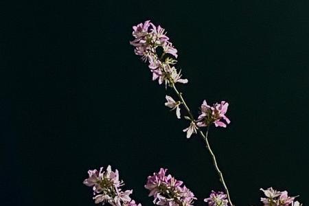 春天晚上散步唯美简短句子