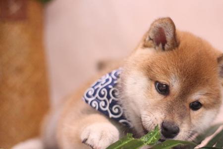 为什么不建议养柴犬