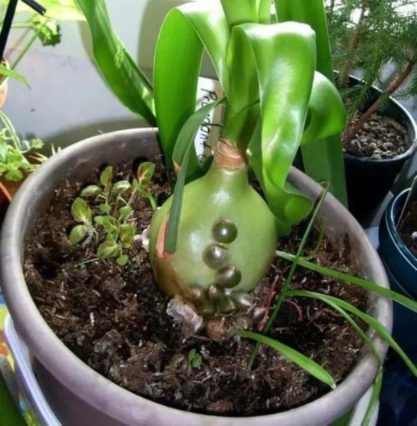 虎眼万年青有茎吗