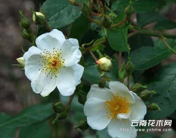 茶靡、荼蘼的区别