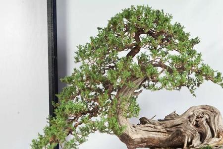 刺松能放在家里吗
