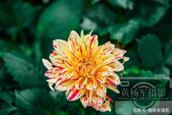 内容丰富,花色繁多的成语是什么