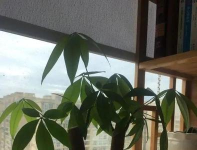发财树扔掉会有影响吗