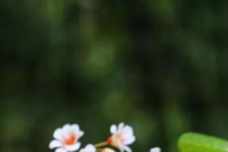 桐梓花的花语