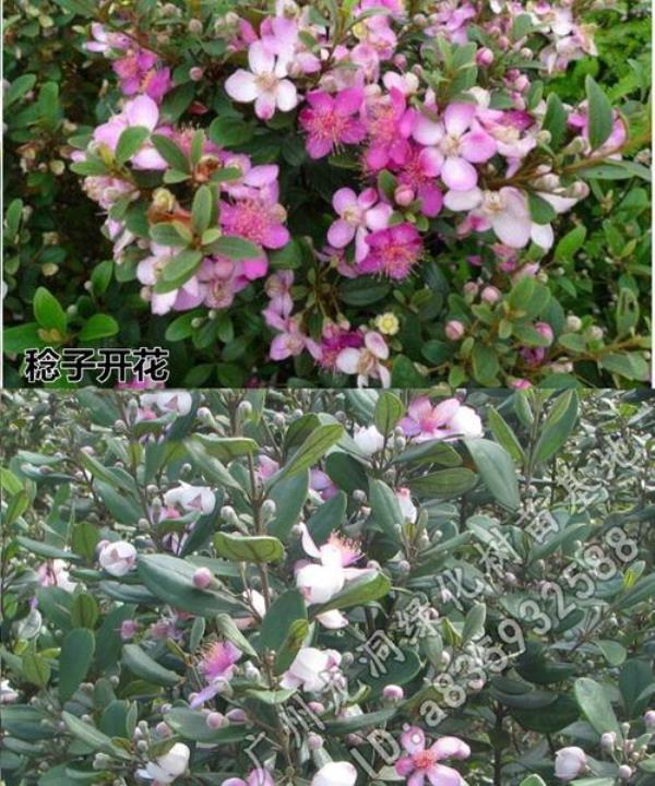 捻子树寓意