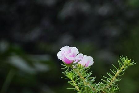 太阳花枝条没有叶子了还能活吗
