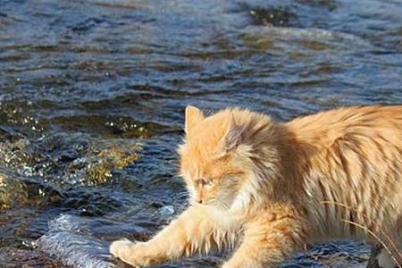 猫吃生鱼还是熟鱼好
