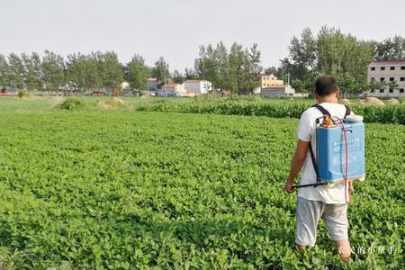 花生结荚期用什么调节剂增产
