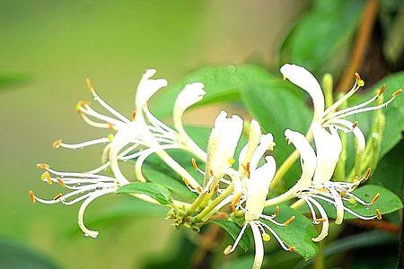 金银花开寓意
