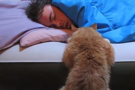 人会生猫吗