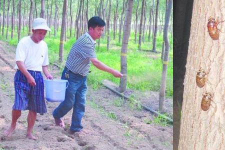 什么果树又能吃又能养殖金蝉呢