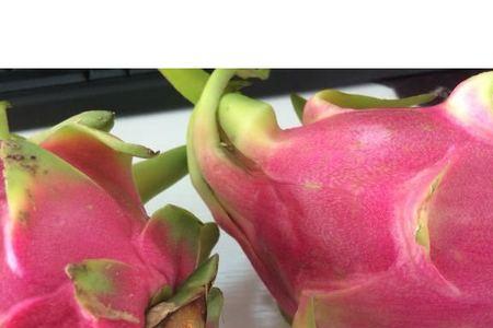 一个400克的火龙果有多大
