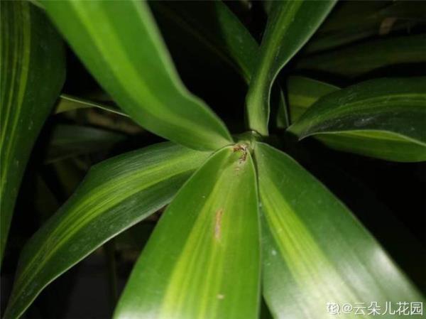 百合竹怎么样剪能分枝