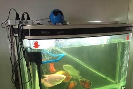 1米长的鱼缸宽和高多少合适