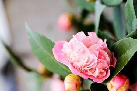 咸梅可以种茶花吗